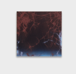 Galerie Lange + Pult – Natacha Donzé